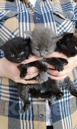 Кошки в Краснодаре: Котята в добрые руки Мальчик, Бесплатно - фото 2