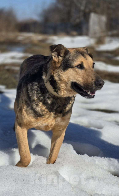 Собаки в Королеве: Очаровательный красавец Дилан разыскивает своего человека! Мальчик, Бесплатно - фото 5