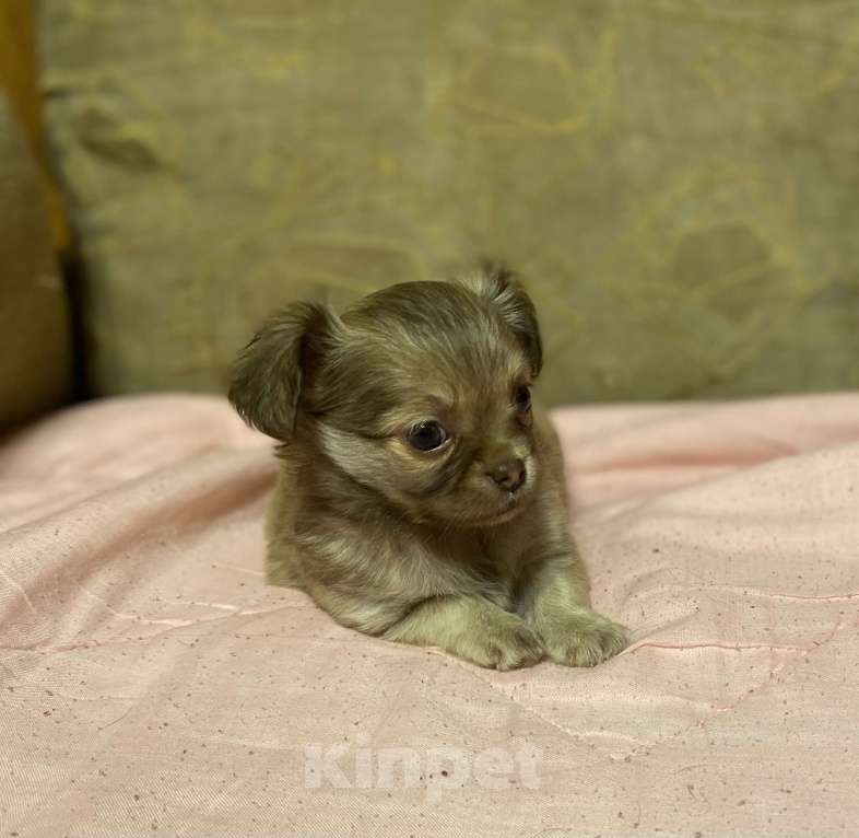 Собаки в Санкт-Петербурге: Очаровательная девочка чихуахуа мини  Девочка, 35 000 руб. - фото 2