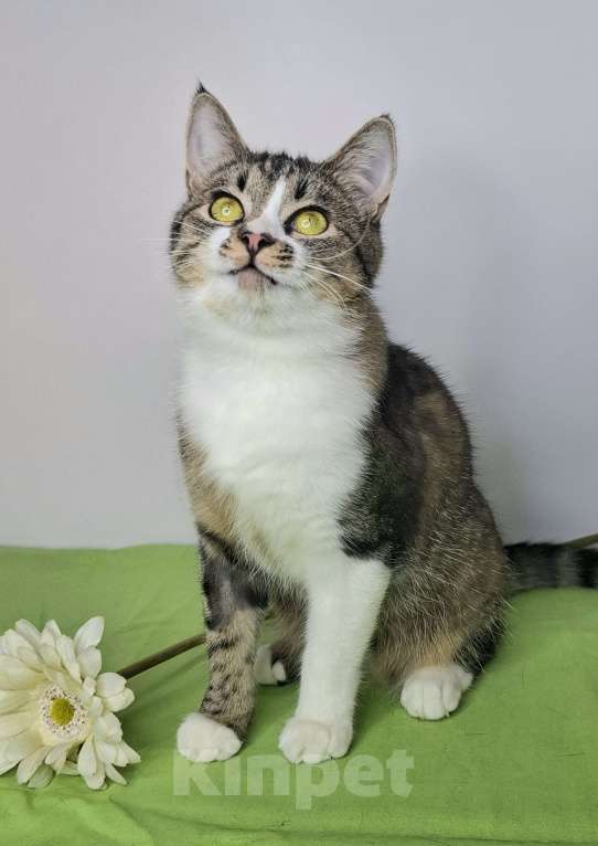 Кошки в Москве: Мимоза будет на выставке-пристройстве в Москве Девочка, Бесплатно - фото 5