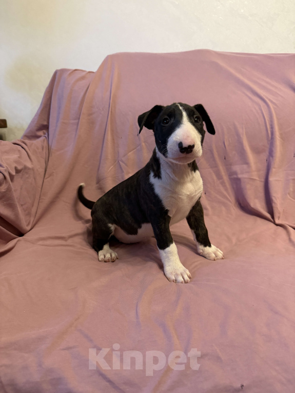 Собаки в других городах Московской области: Герцог Янтарных Огней Мальчик, 80 000 руб. - фото 2