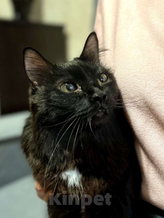 Кошки в Волгограде: После смерти хозяев нуждается в домеся в доме кошечка МУСЯ Девочка, Бесплатно - фото 1