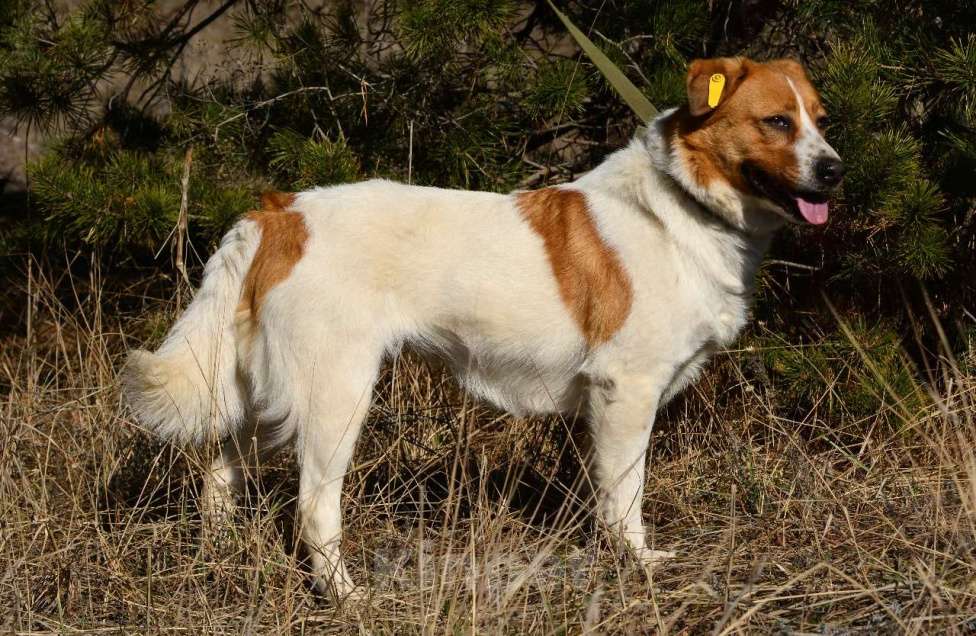 Собаки в Воронеже: Собака из приюта в поисках дома Девочка, Бесплатно - фото 4