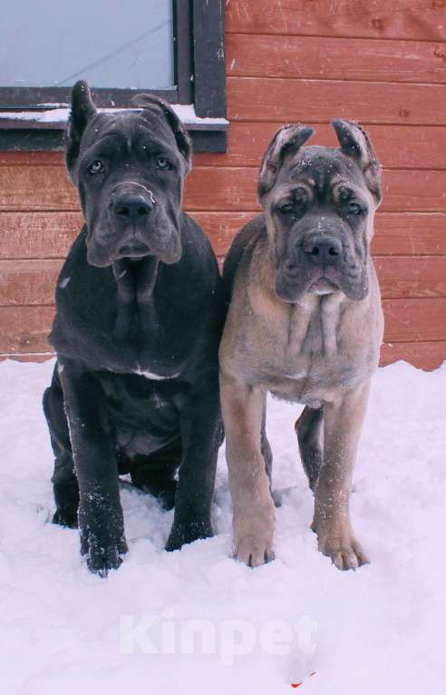 Собаки в Вологде: Кане корсо. Подрастают девчёнки Девочка, 70 000 руб. - фото 8