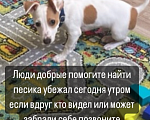 Собаки в Краснодаре: Потерялся  Мальчик, 5 000 руб. - фото 2