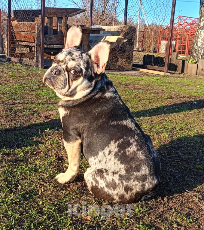 Собаки в Санкт-Петербурге: Мраморный подрощенный щенок французского бульдога Мальчик, 65 000 руб. - фото 1