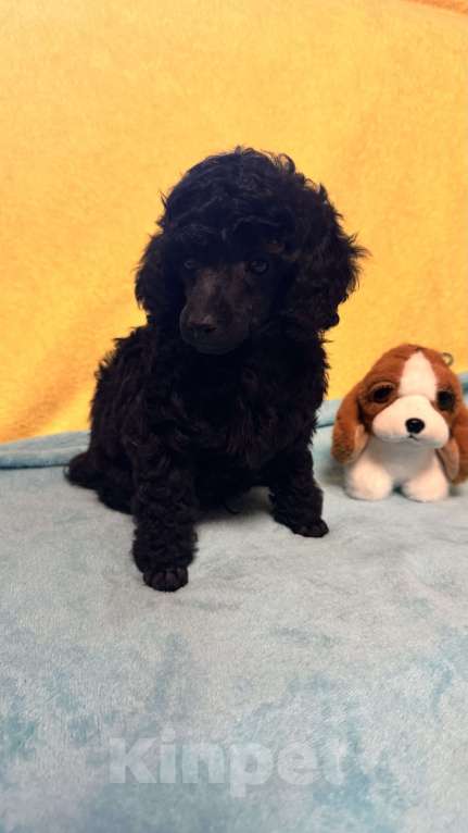 Собаки в Москве: Пудель миниатюра Мальчик, Бесплатно - фото 1