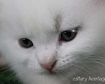 Кошки в Волхове: Сибирские клубные котята. Мальчик. Мальчик, Бесплатно - фото 4