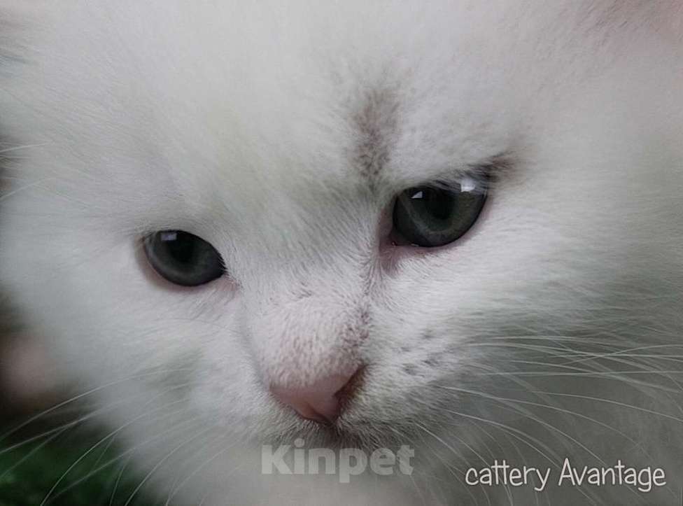 Кошки в Волхове: Сибирские клубные котята. Мальчик. Мальчик, Бесплатно - фото 4