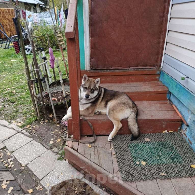 Собаки в Москве: Ищет дом метис Акиты 7 мес. Мальчик, Бесплатно - фото 1