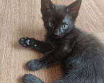Кошки в Москве: Черный котенок Мальчик, 1 руб. - фото 1