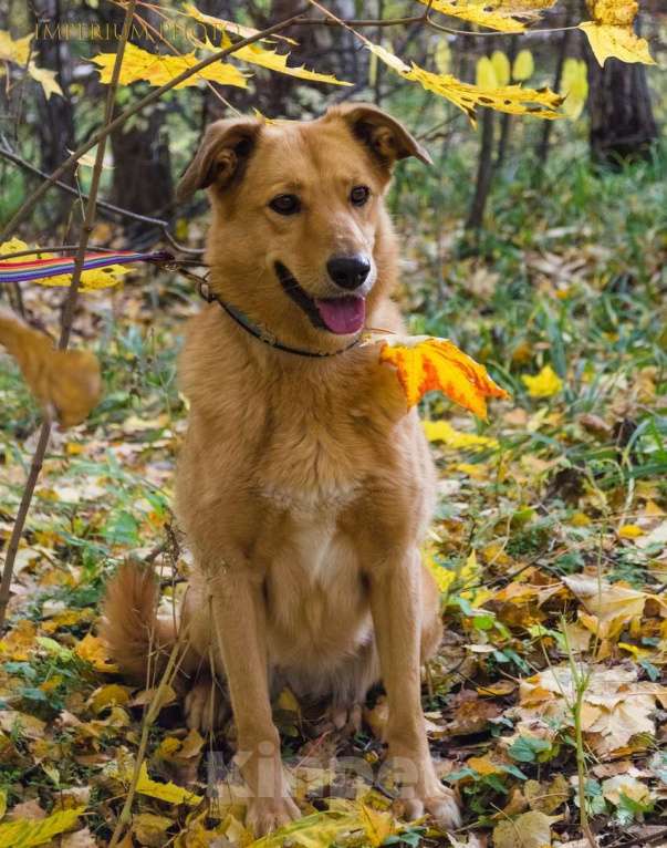 Собаки в Москве: Рипли Девочка, Бесплатно - фото 4