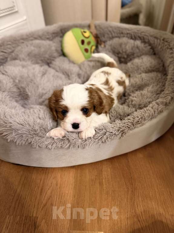 Собаки в Москве: Щенок кавалер Кинг Чарльз спаниеля Девочка, 107 000 руб. - фото 2