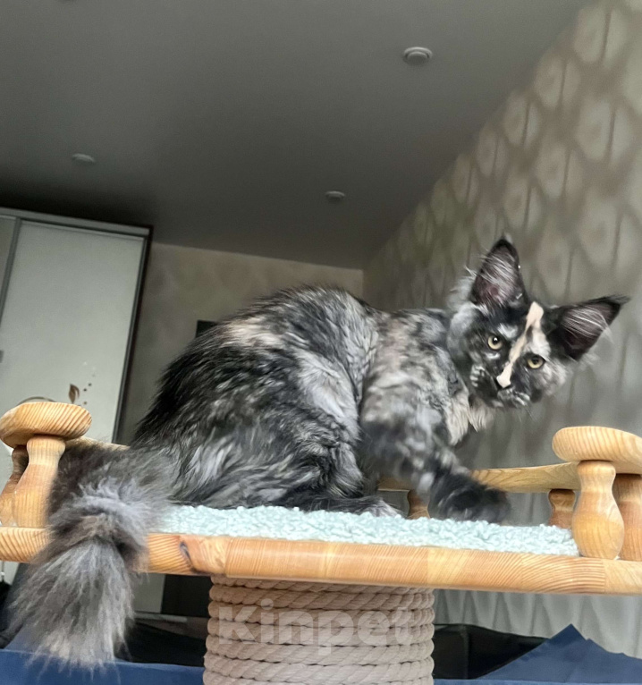 Кошки в Санкт-Петербурге: Очаровательная черепашка Девочка, 55 000 руб. - фото 2