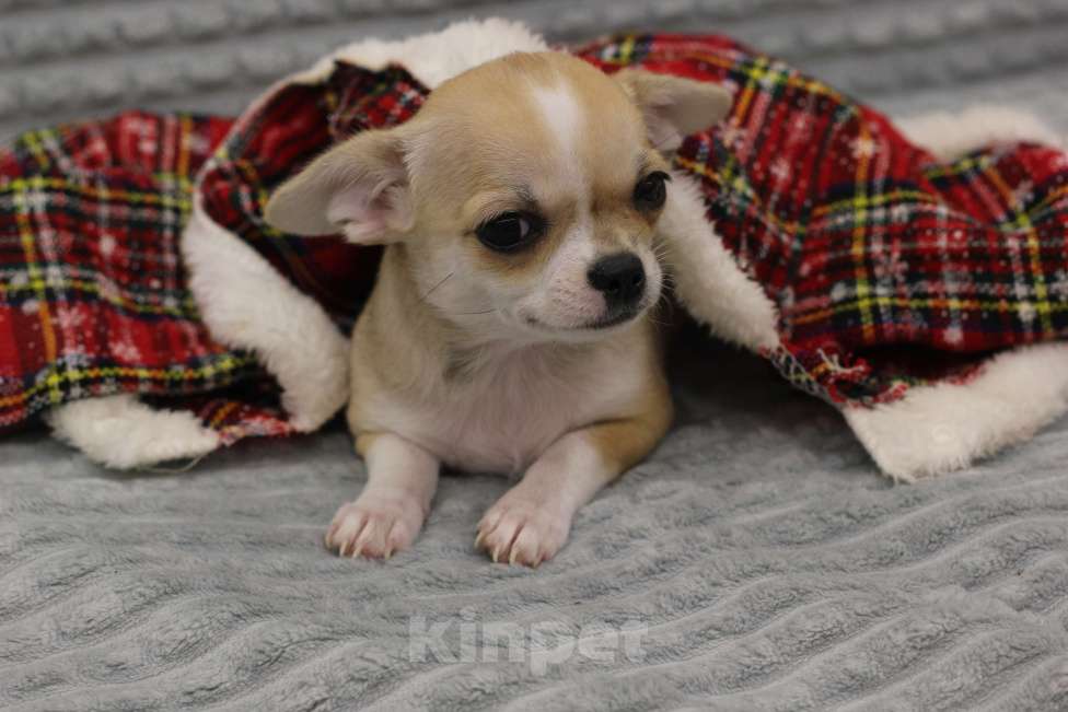 Собаки в Нижнем Новгороде: Чихуахуа девочки с РКФ Девочка, Бесплатно - фото 2