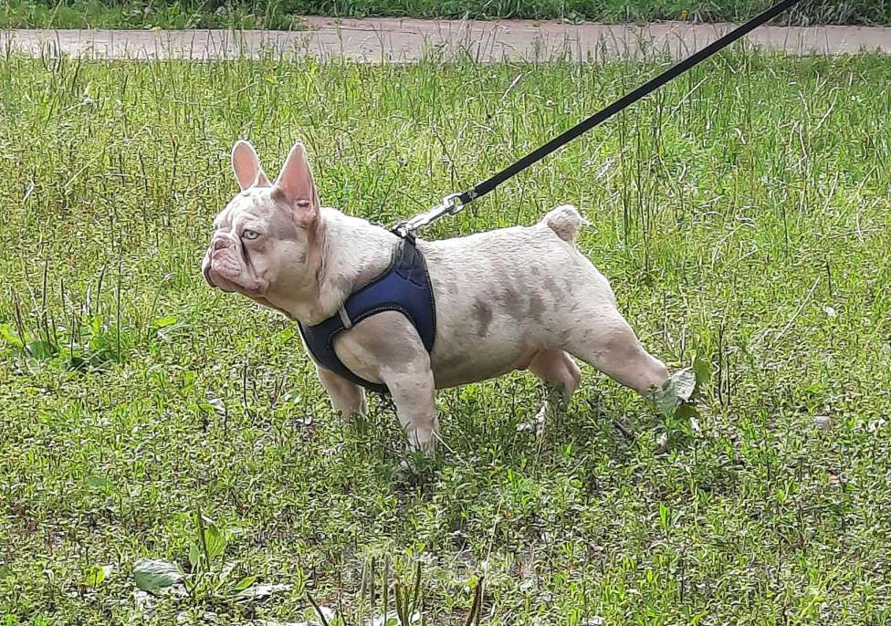 Собаки в Всеволожске: Щенок в окрасе изабелла New Shade мерле  Мальчик, 80 000 руб. - фото 2