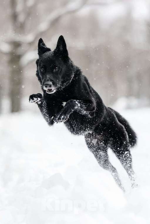 Собаки в Москве: Очень красивый и умный Арчи ищет дом Мальчик, Бесплатно - фото 5