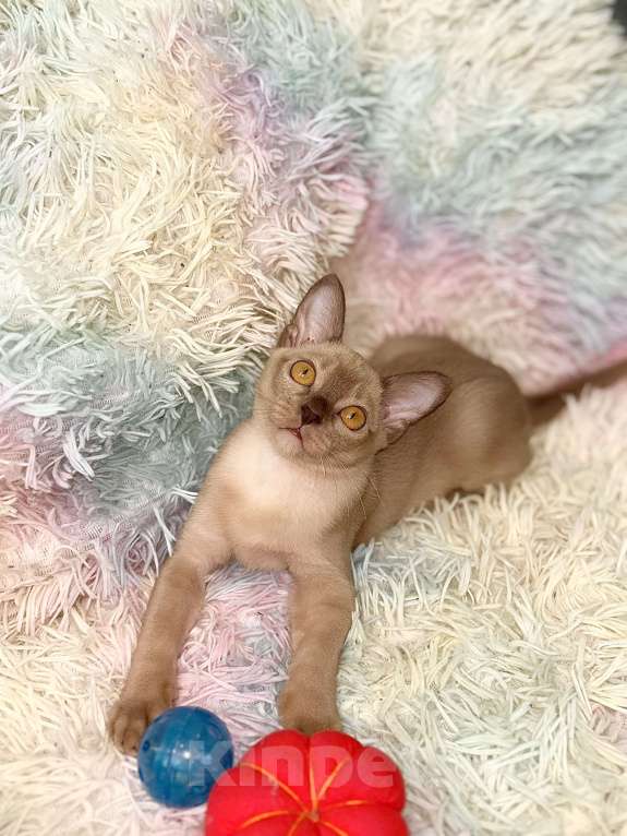 Кошки в Москве: Бурманские котята Девочка, 60 000 руб. - фото 8