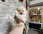 Собаки в Москве: Мини девочка померанского шпица питомник РКФ Девочка, Бесплатно - фото 2
