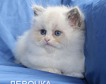 Кошки в Санкт-Петербурге: РЭГДОЛЛ ДЕВОЧКА Девочка, 80 000 руб. - фото 4
