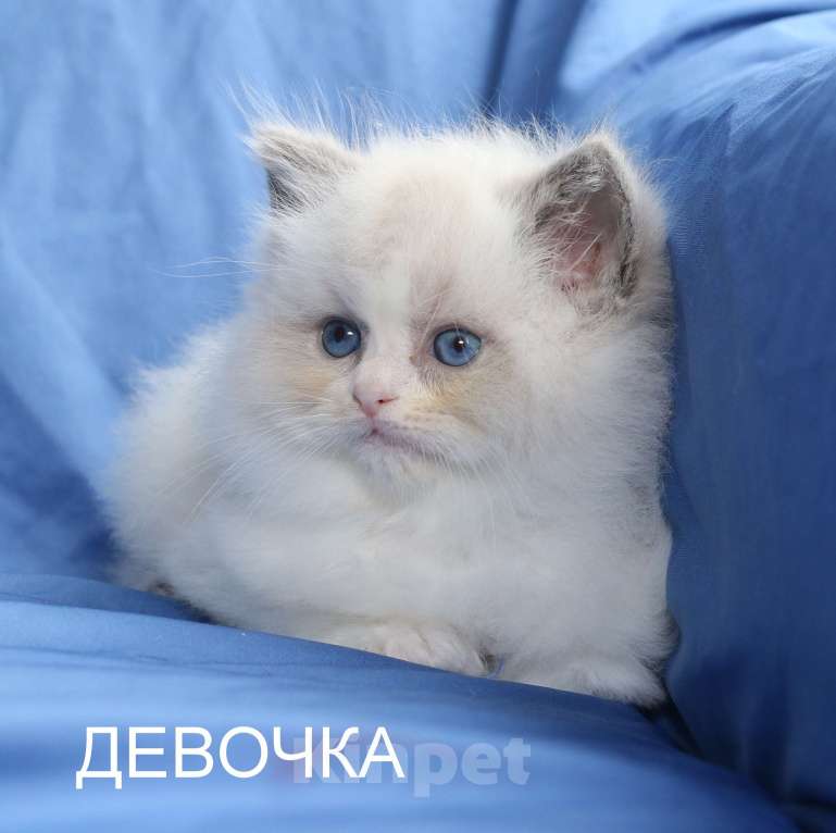 Кошки в Санкт-Петербурге: РЭГДОЛЛ ДЕВОЧКА Девочка, 80 000 руб. - фото 4