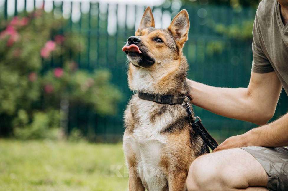 Собаки в Москве: Не большая собачка Лиса Девочка, Бесплатно - фото 3