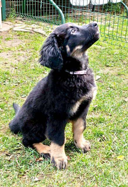 Собаки в Москве: щенки ховаварта Мальчик, Бесплатно - фото 3