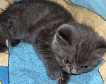 Кошки в Казани: Шотландский котенок (скоттиш-страйт) мальчик, окрас дымчатый мрамор. Мальчик, 10 000 руб. - фото 7