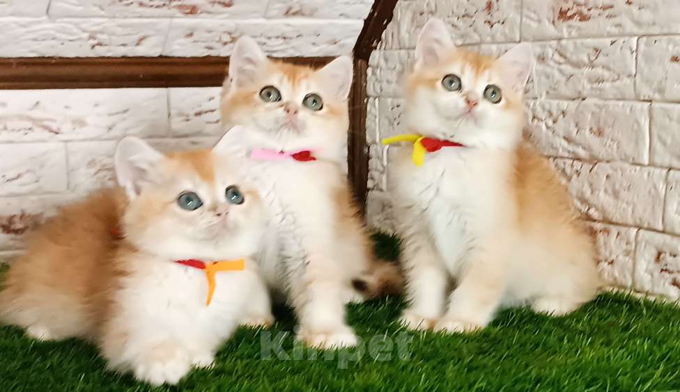 Кошки в Москве: Золотая шиншилла Девочка, 20 000 руб. - фото 2