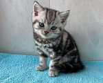 Кошки в Барнауле: Британские котята Мальчик, 15 000 руб. - фото 1
