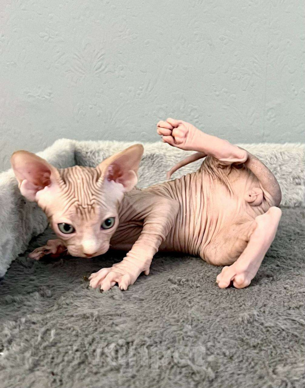 Кошки в Москве: Канадский Сфинкс  Еmmanuel Мальчик, 55 000 руб. - фото 3