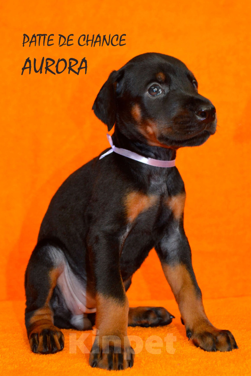 Собаки в Санкт-Петербурге: Щенок добермана Аврора Девочка, 110 000 руб. - фото 3