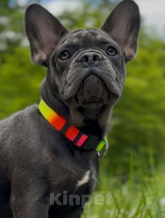 Собаки в Москве: щенки французского бульдога  девочка  Девочка, 55 000 руб. - фото 3