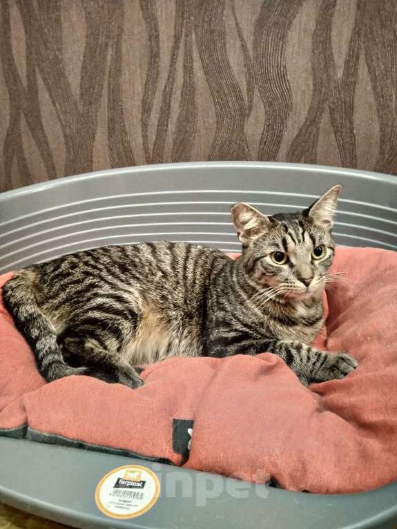 Кошки в Санкт-Петербурге: Котик Веня в добрые руки Девочка, Бесплатно - фото 8