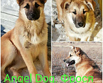 Собаки в Магадане: Собака, 4 руб. - фото 1