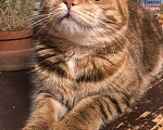 Кошки в Острогожске: РАСПРОДАЖА.Котята Шотландцы вислоухие, 4 000 руб. - фото 6