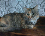 Кошки в Мур: Кошка, Бесплатно - фото 1