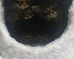 Кошки в Малмыже: Котята мейн-кун, 12 000 руб. - фото 4
