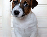 Собаки в Санкт-Петербурге: Щенок джек рассел терьера Мальчик, 30 000 руб. - фото 3