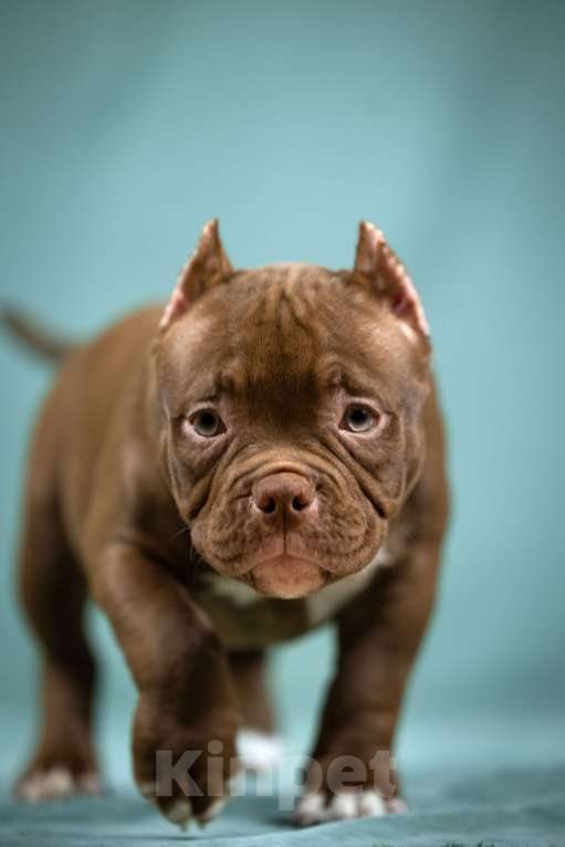 Собаки в Видном: Американский булли, щенок Белла Девочка, Бесплатно - фото 2