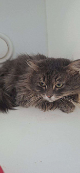 Молодой котик Сильвер ищет дом