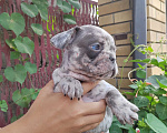 Собаки в Краснодаре: Мальчик лиловый мерль Мальчик, 35 000 руб. - фото 2