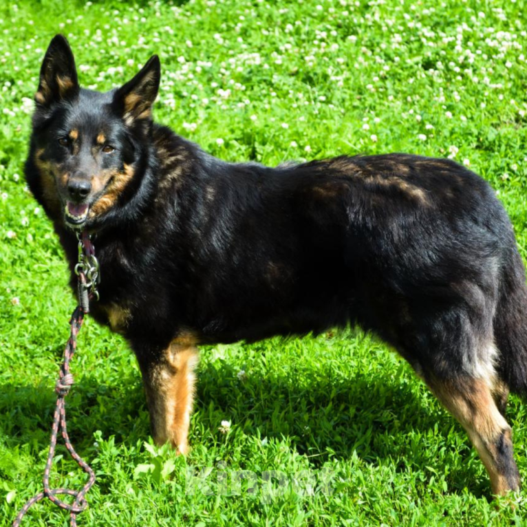 Собаки в Москве: Грета Девочка, Бесплатно - фото 2