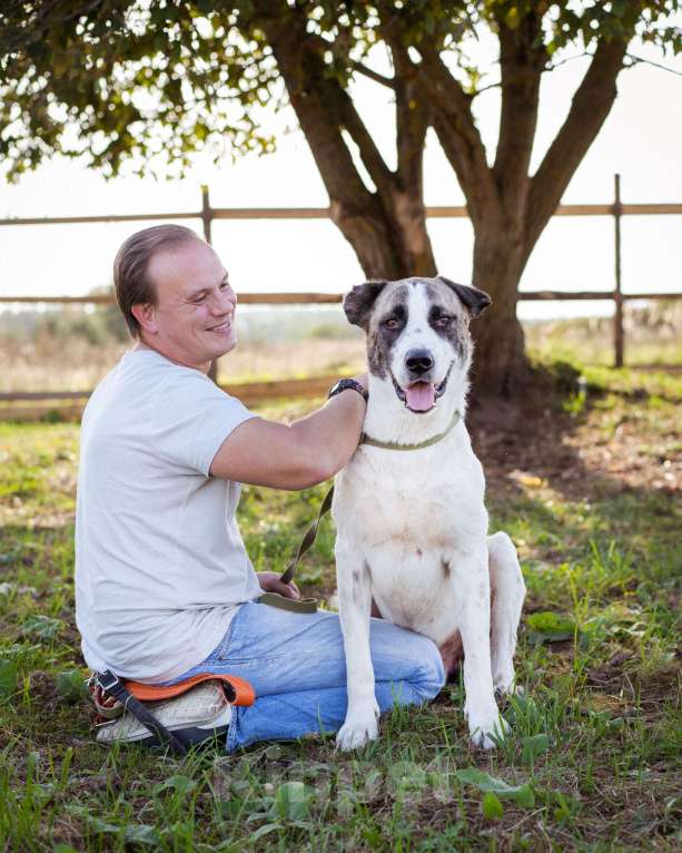 Собаки в Москве: Супер-ласковый парень в добрые руки! Мальчик, Бесплатно - фото 4