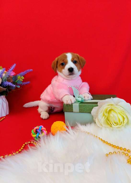 Собаки в Чите: Щенки Джек Рассел терьер девочки и мальчики Девочка, 35 000 руб. - фото 4