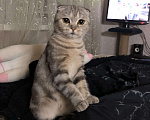 Кошки в Астрахани: Пропала кошечка Флора Девочка, 1 000 руб. - фото 2