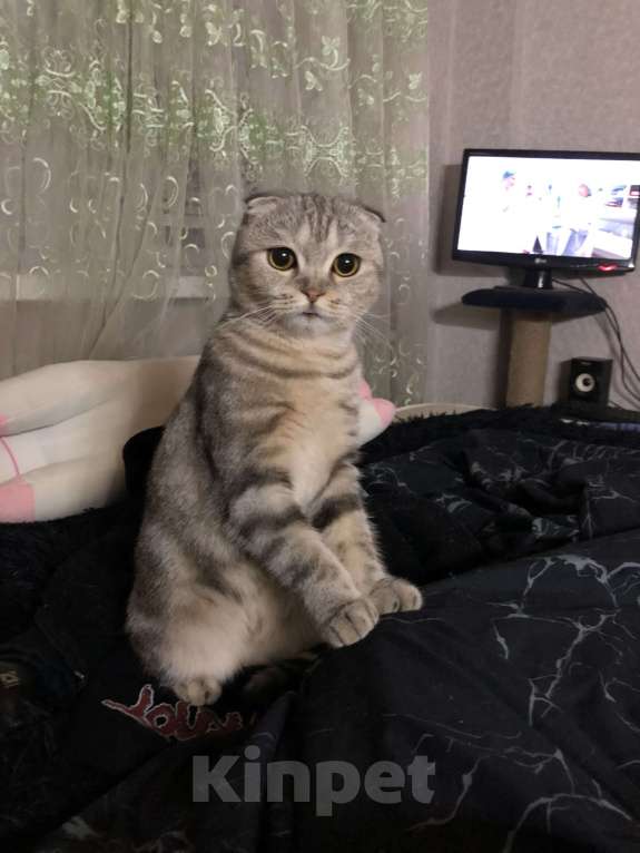 Кошки в Астрахани: Пропала кошечка Флора Девочка, 1 000 руб. - фото 2