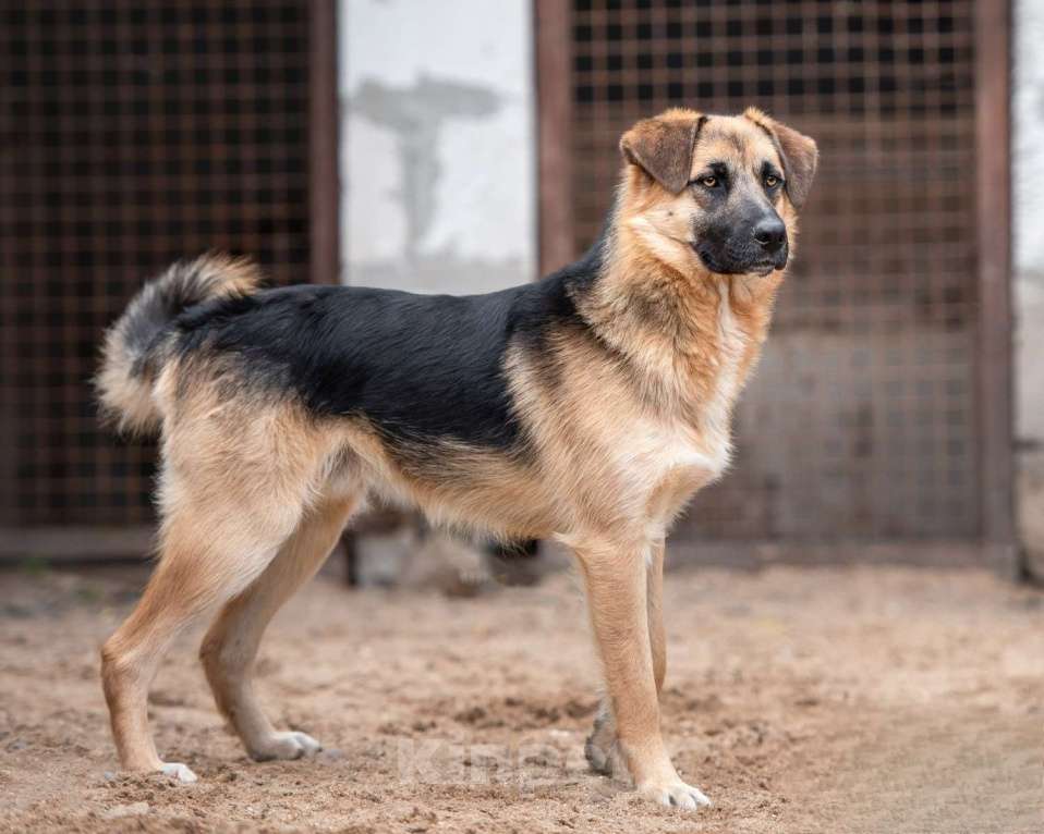 Собаки в Москве: Миша - достоин поверить, что нужен Мальчик, Бесплатно - фото 7