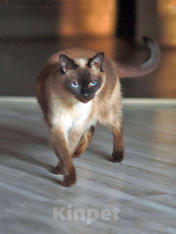 Кошки в Санкт-Петербурге: Ищет дом пожилая, очень нежная тайская кошка по имени Сюся Девочка, 10 руб. - фото 1