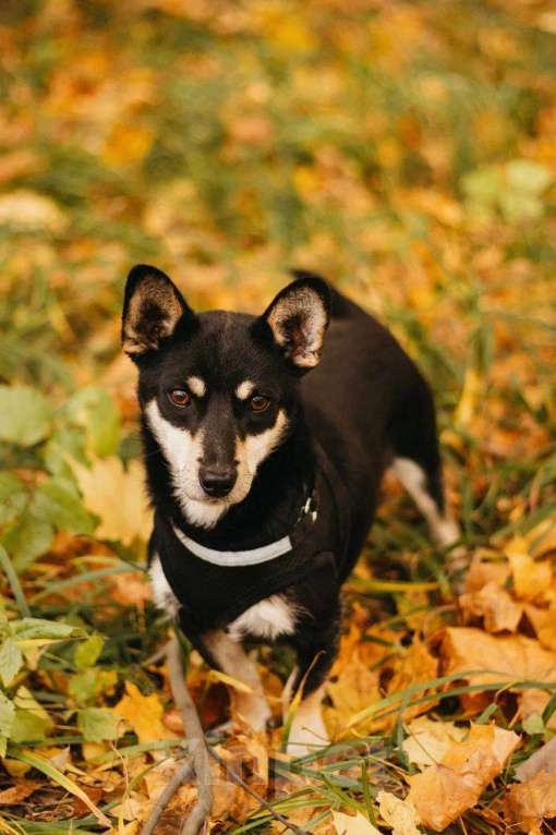 Собаки в Москве: Ричард ищет дом Мальчик, Бесплатно - фото 3